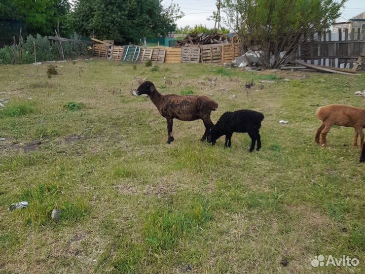 Овцы с ягнятами