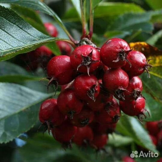 Боярышник ягоды