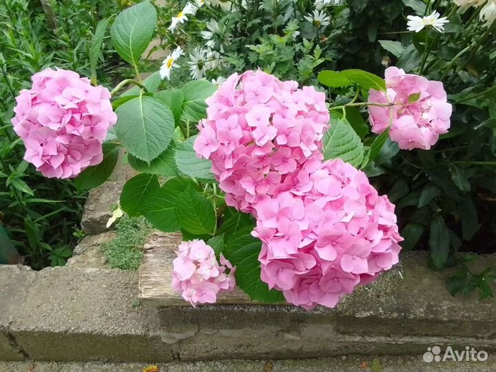 Гортензия крупнолистная в горшке
