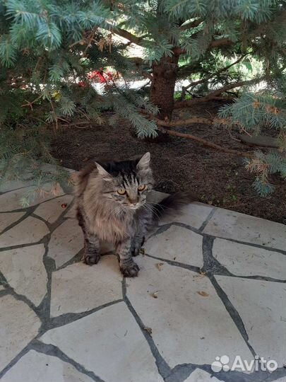 Кот ищет хорошую семью