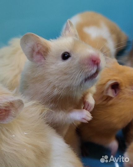 Сирийские Ангорские Хомяки Медвежата от Заводчика