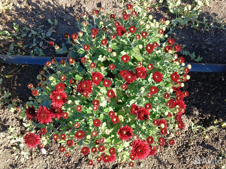 Хризантемы мультифлора