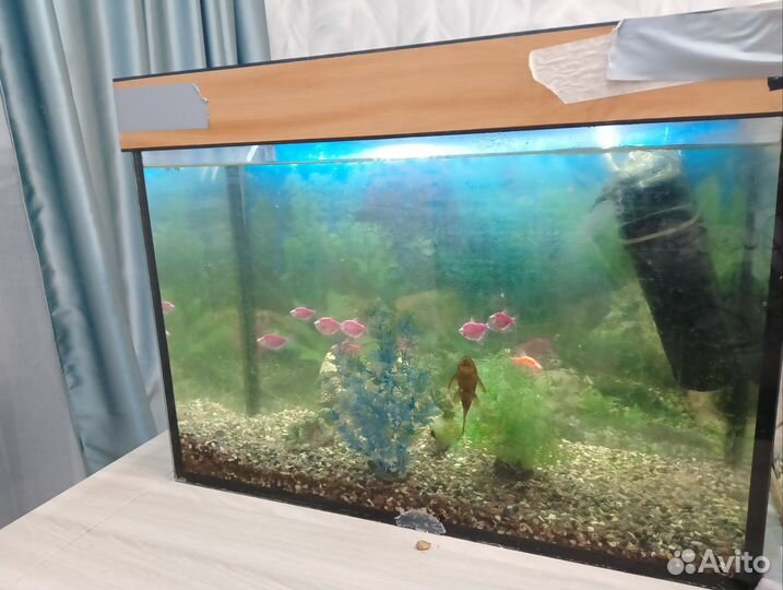 Аквариумные рыбки