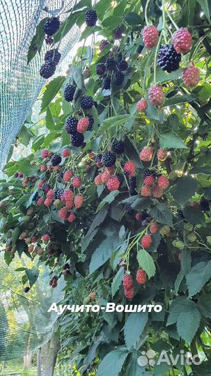 Саженцы малины