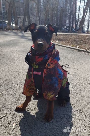 Одежда для собак