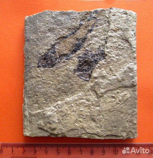 Ископаемая рыба. Отпечаток. Девонский период