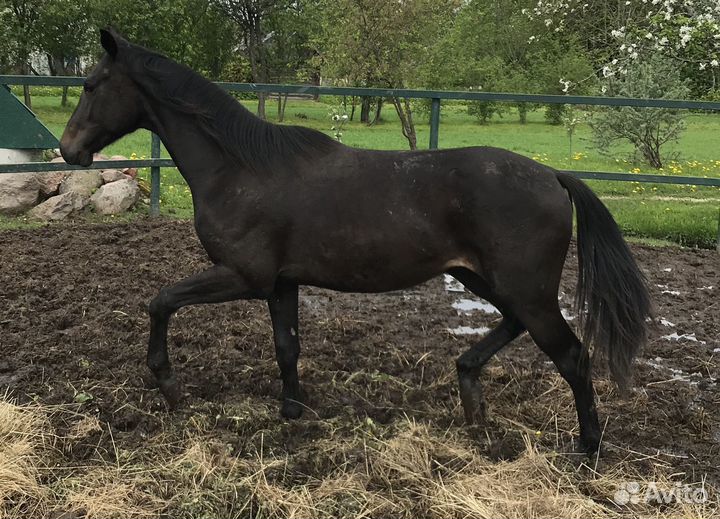 Жеребец глш