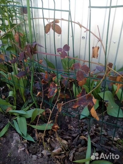 Ежевика без шипов