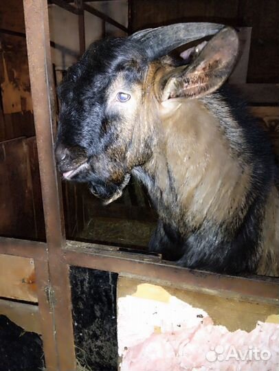 Англо- нубийский козел