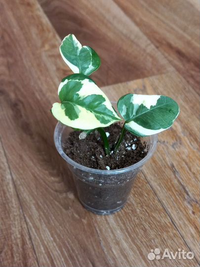 Комнатные растения цветы