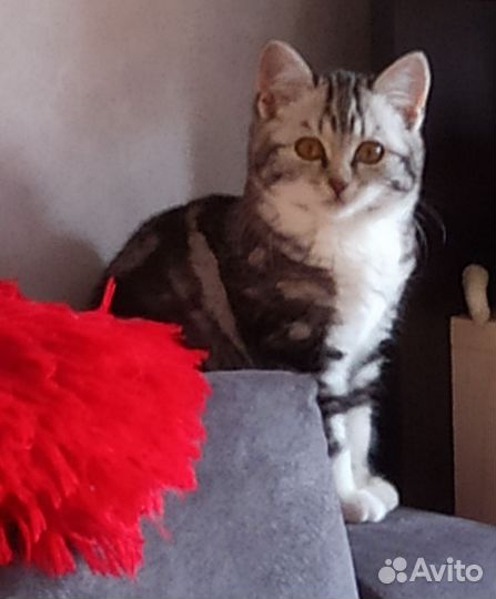 Британская кошка