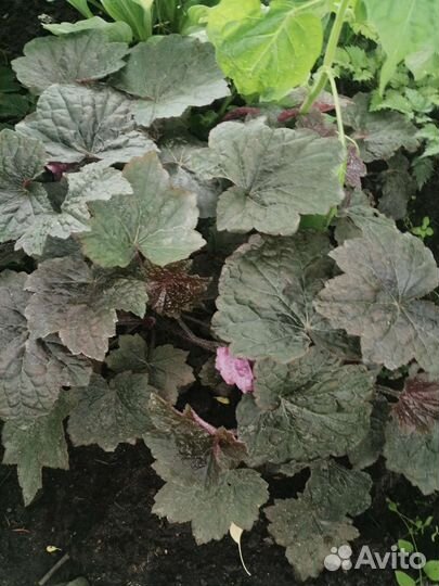 Кочедыжник, гейхеры, хосты, астильбы