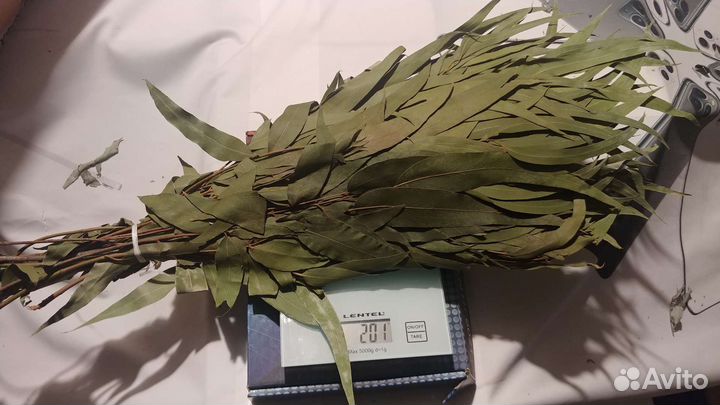 Эвкалиптовый веник в Омске, продажа от 1шт