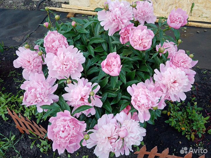 Садовые кустарники и цветы, большой выбор