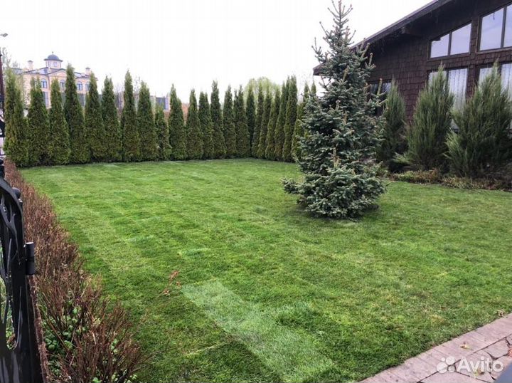 Рулонный газон «Дачный»