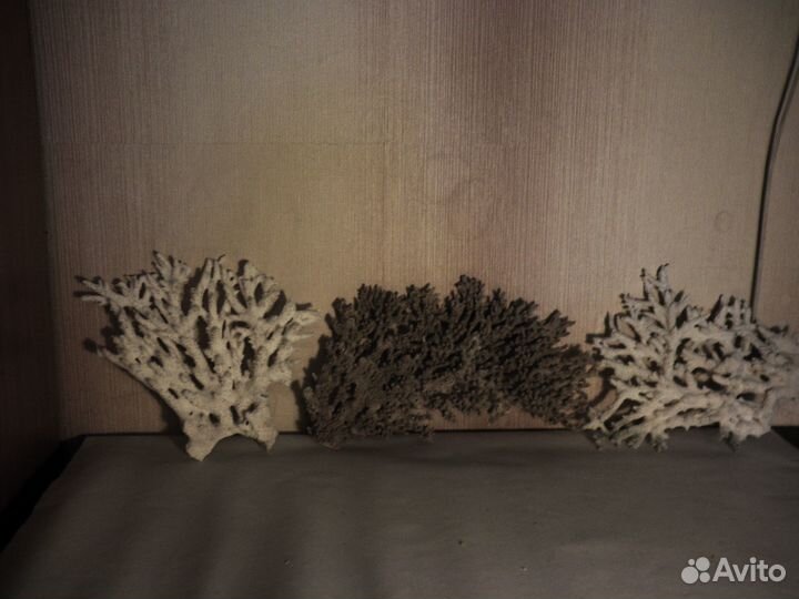 Морские кораллы