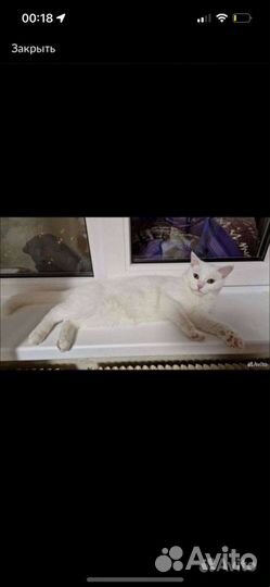 Кошка в дар