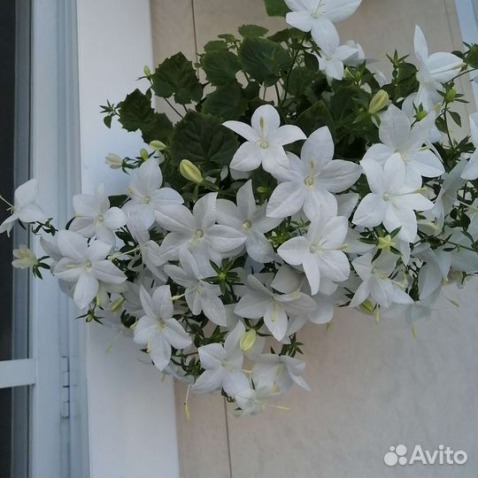 Кампанула жених, невеста, биоколор