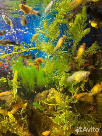Аквариумные рыбки