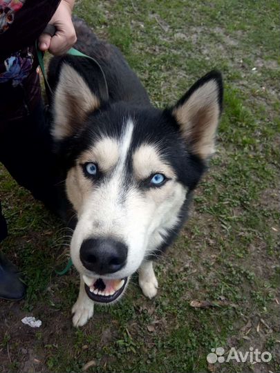 Хаски,кобель в дар