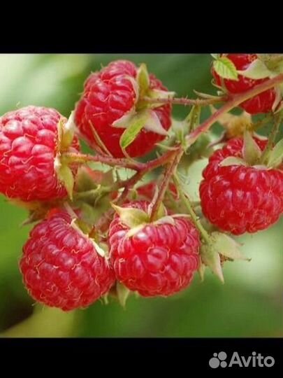 Малина и ежевика