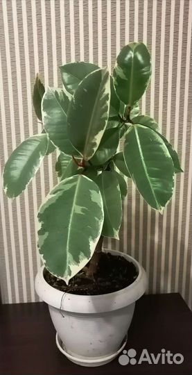 Фикус тинеке