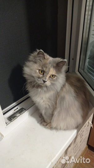 Кошка в дар