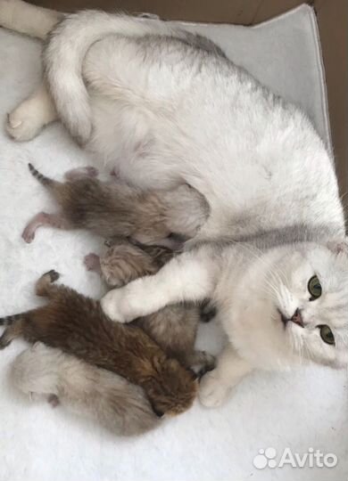 Котята шиншилловые