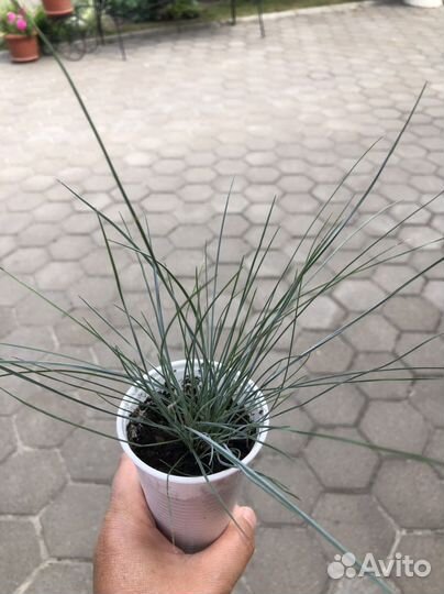 Овсяница сизая