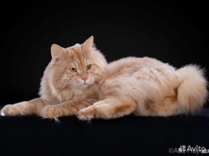 Курильский бобтейл вязка (красное серебро)