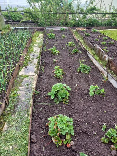 Участок 5 сот. (СНТ, ДНП)