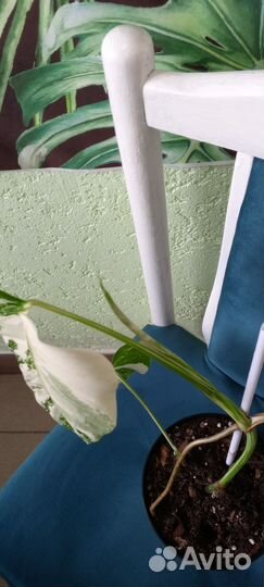 Монстера Альба