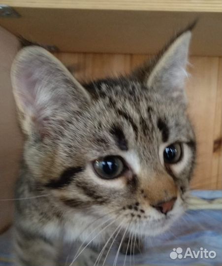 Котята в добрые руки бесплатно