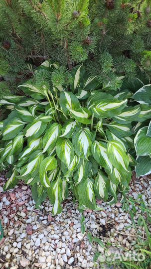 Продаются декоративные многолетники