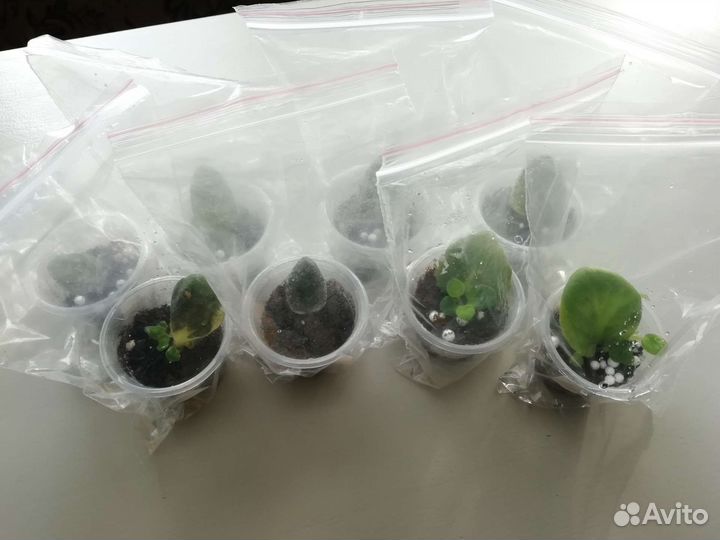 Укорененные листы фиалок набором