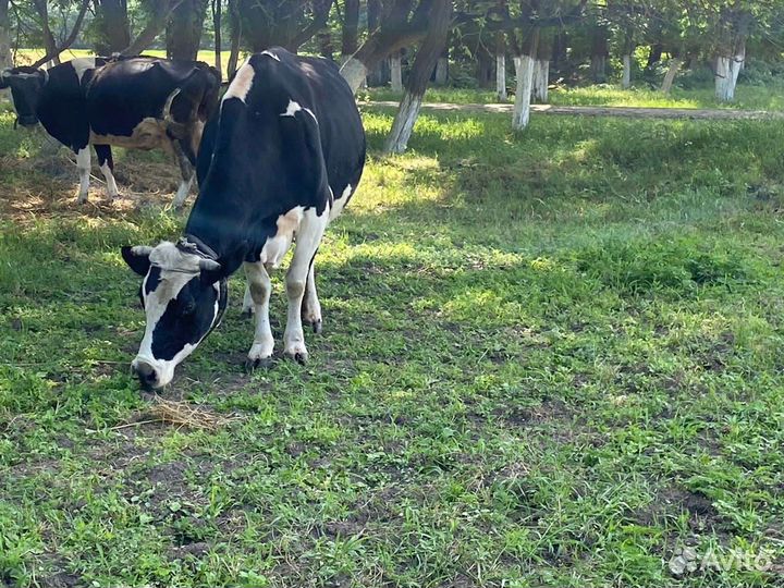 Продаются коровы и телочка