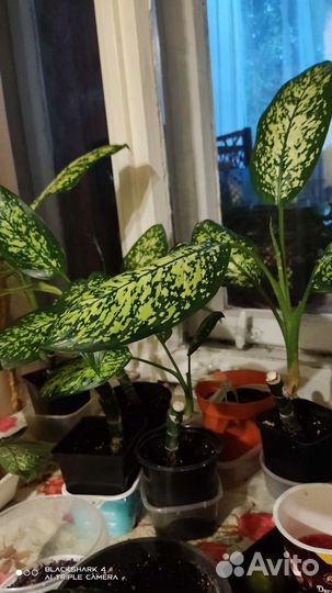 Диффенбахия