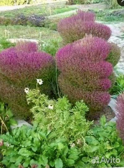 Кохия, пиретрум, вероника