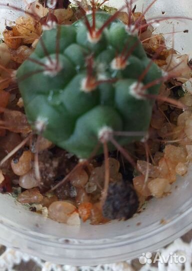 Кактусы для коллекционеров