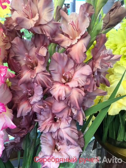 Луковицы гладиолусов