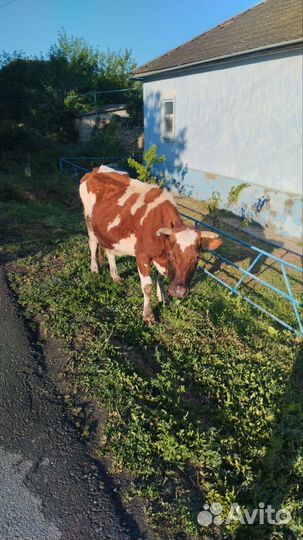 Корова дойная