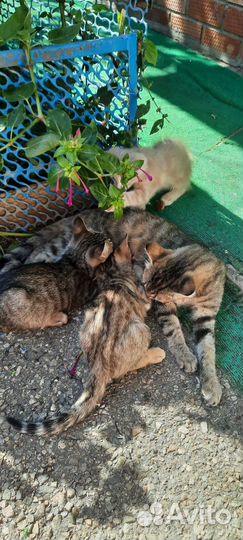 Кошка в дар бесплатно