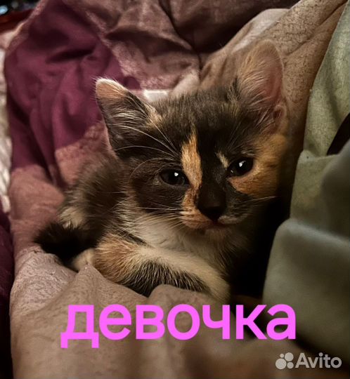 Котята