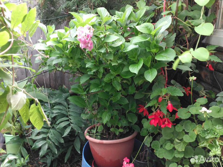 Гортензия и другие цветы