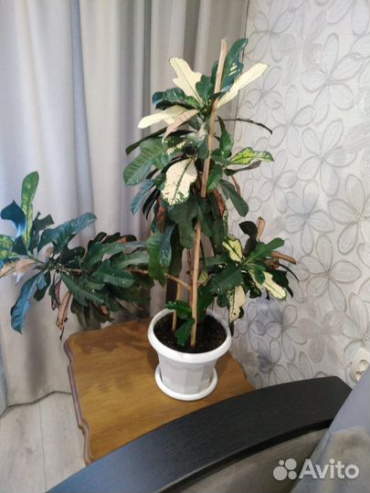 Кодиеум кротон