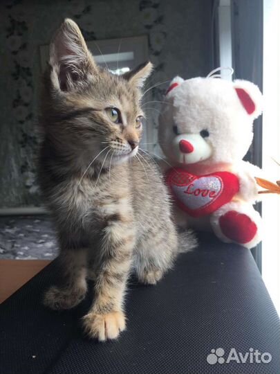 Котенок девочка в добрые руки