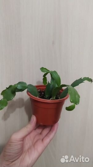 Декабристы