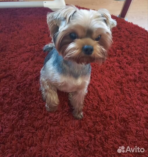 Йоркширский терьер на вязку