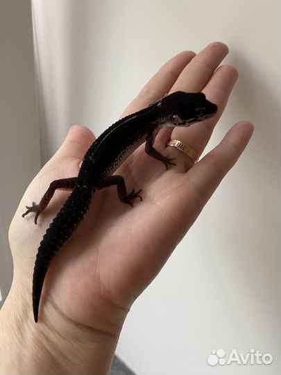 Эублефар Black Night