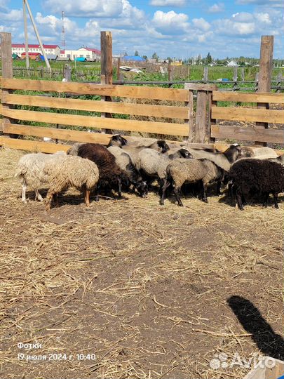 Овцы бараны